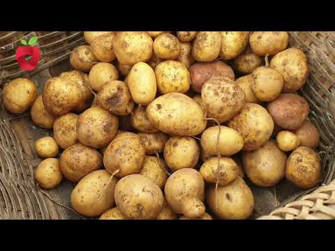 Video: Berba i skladištenje slatkog krumpira: Kako čuvati slatki krumpir nakon berbe