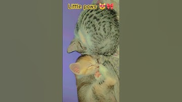 Thumbnail of 🎀😻 #love #music #song #coversong #cover #cat #bollywoodcoversongs #lovesongs #bolleywoodsong #cute
