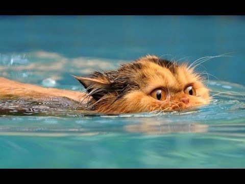 Video: Varför Katter är Rädda För Vatten: Skäl Till Rädsla, Regler För Badning Hemma, är Det Möjligt Att Lära En Katt Att Vattenprocedurer, Video