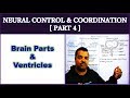 Neural Control and Coordination for NEET | Part 4 | Brain &amp; Ventricles