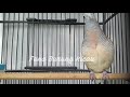 Suara Burung Perkutut Lokal Gacor Dan Ngayer Bikin Yang Lain Pada Ikuuttan Manggung Mp3 - Mp4 Download