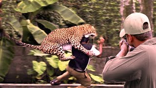 The most powerful leopard attacks against hunters are breathtaking scenes screenshot 4