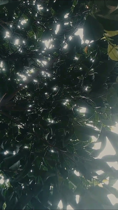 A rainy day #calm #rain #rainyda #beats #music #chill #relaxing #relax #videography #plants#greenery