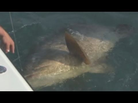 florida fishing couple INCREDIBLE! Giant Pesca ESPN