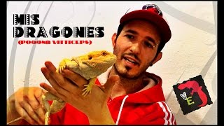 Dragon Barbudo | Pogona Vitticeps | Que tamaño alcanzan??