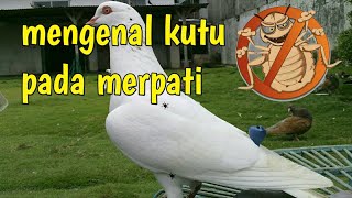 basmi tuntas kutu di burung merpati