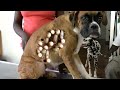 Removing mangoworm in dog | Mangoworms removal in dog - animal rescue - dog rescue - puppy rescue
