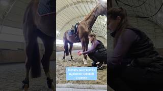 Чиловое видео с лайфхаками по заматыванию бинтов.  tg konilab.            #лошади #аммуниция #кони