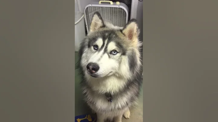Smart Siberian husky!
