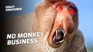 The World’s Top 6 Craziest Primates