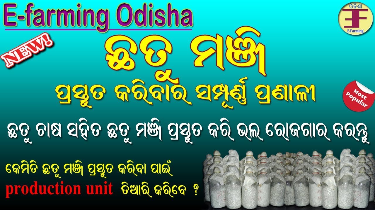 Mushroom Seeds preparation in Odisha (mushroom spawn production in odia) ଛତୁ ମଞ୍ଜି ପ୍ରସ୍ତୁତ କରନ୍ତୁ .