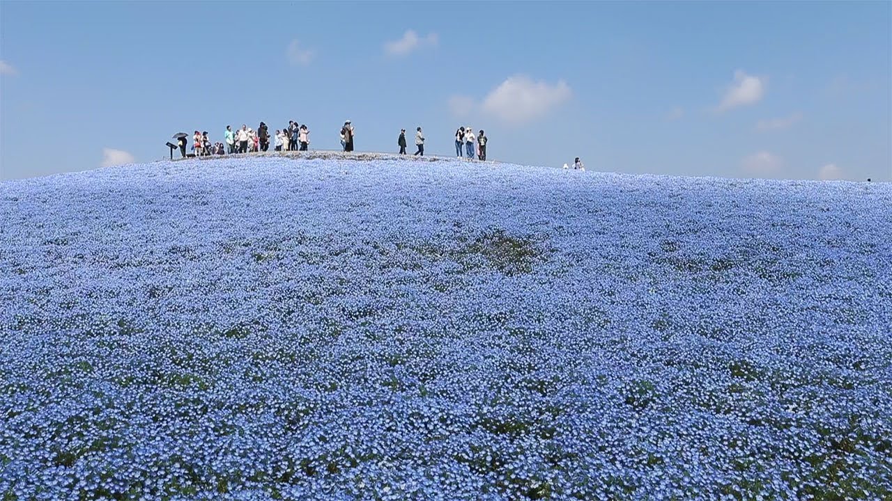 No reason to feel blue: Just go visit Hitachi Seaside Park - YouTube
