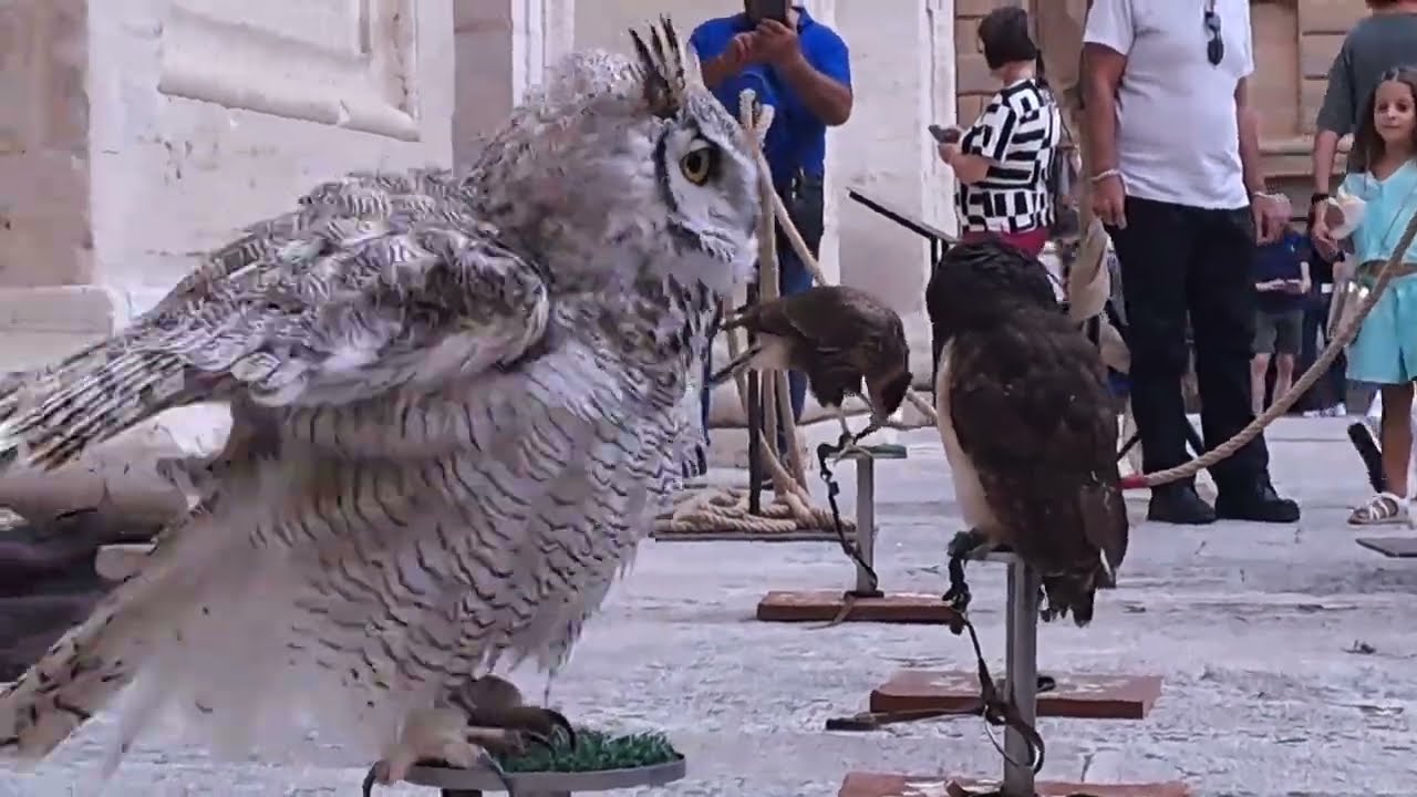 Spettacolo di Falconeria a Pienza,Toscana - 17 Settembre 2023
