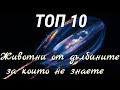 ТОП 10 Същества от дълбините, които не подозирате че съществуват