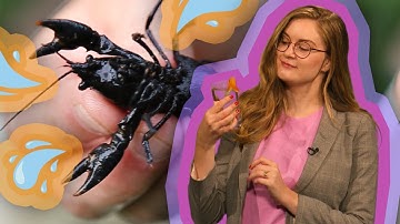 Water Bugs and Water Quality | Spot on Science
