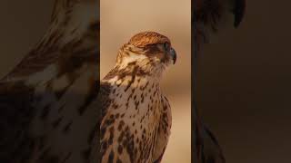 Discover Qatars wildlife