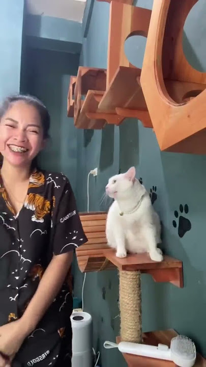#shortsvideo#catlovers#videoshorts