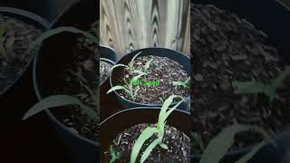 🌽 #survivalseeds2025 7th Seeds Corn 🌽🌽