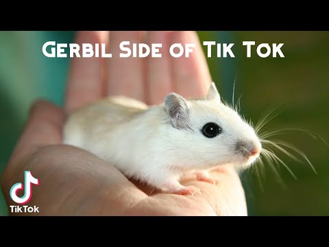 Video: Gerbils Inkstų Liga