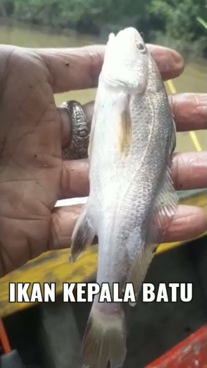 IKAN KEPALA BATU BERWARNA PERAK
