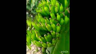 Cardamom banana plant is grown in our garden