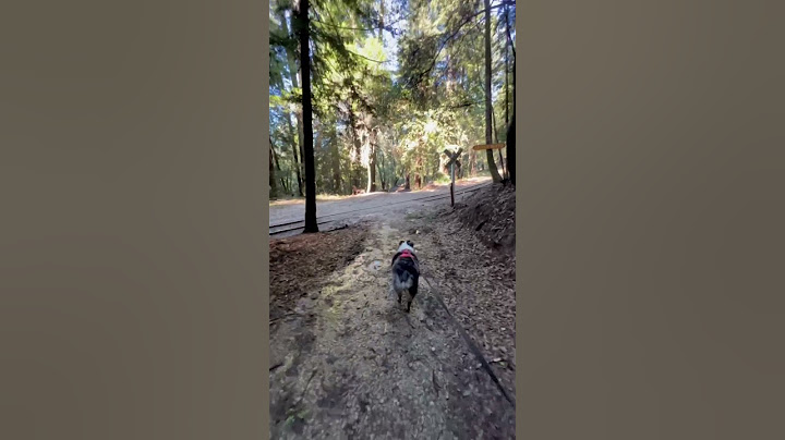Hiking Trail Leads Us to Lower Narrow Gauge - Redwood Forest