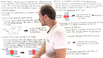 Signal Transduction Pathways