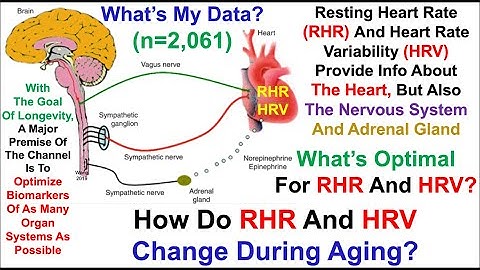 Resting Heart Rate, Heart Rate Variability: What