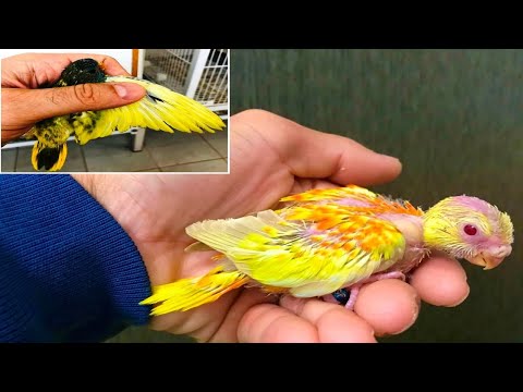 Scarlet Chested Parrot - Splendid Grass Parakeet
