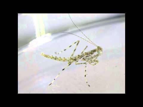 Tropidomantis early nymph