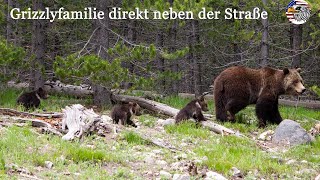 Bisons, Geysire und jede Menge Grizzlys im Yellowstone Nationalpark