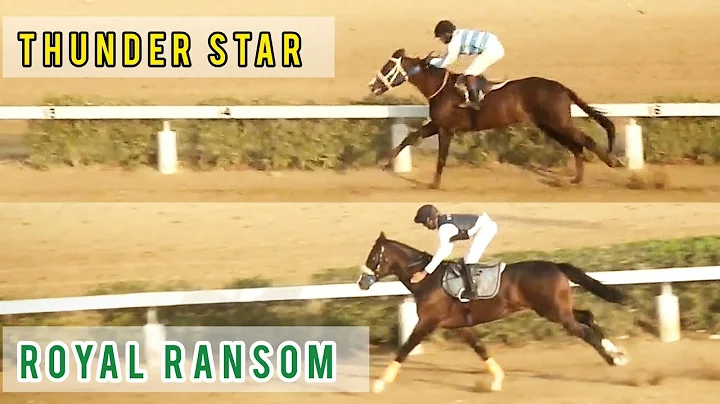THUNDER STAR & ROYAL RANSOM | GALLOPING | FROM 12 ...
