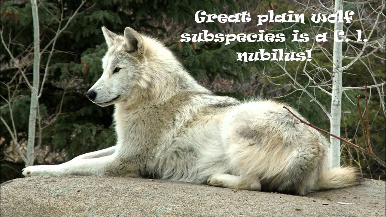 Great Plain Wolf Facts Wolf Husky Great Plains Wolf Spirit Animal