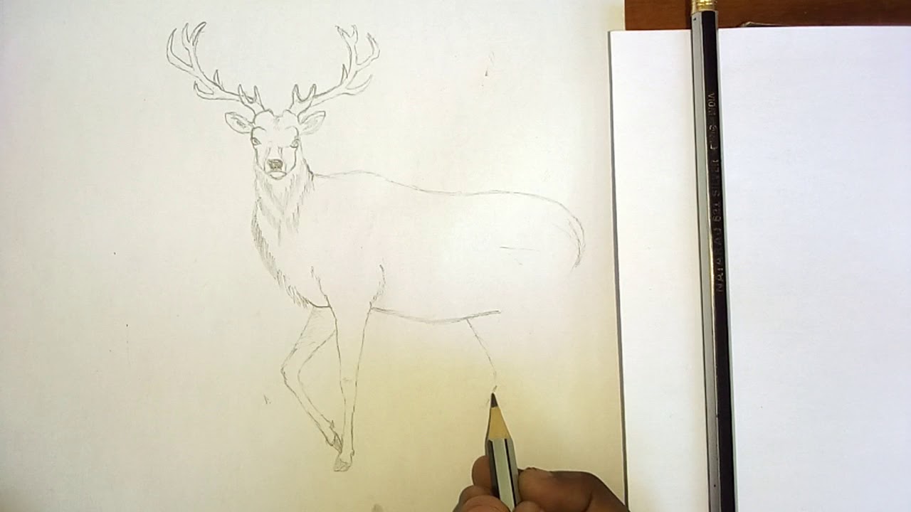 How to draw a deer - YouTube