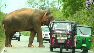 On a road through the forest, fierce elephants come on the road by BLACK ELEPHANT 606 views 3 weeks ago 11 minutes, 8 seconds