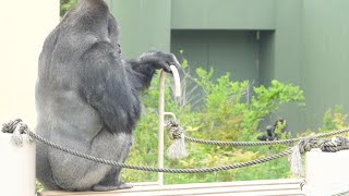Silverback cares about his son no matter what.Shabani Group