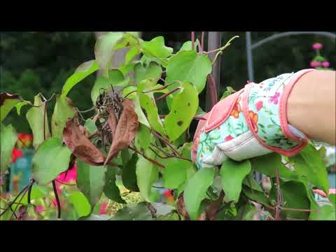 Video: Gele clematisbladeren - wat te doen als clematiswijnstok gele bladeren heeft