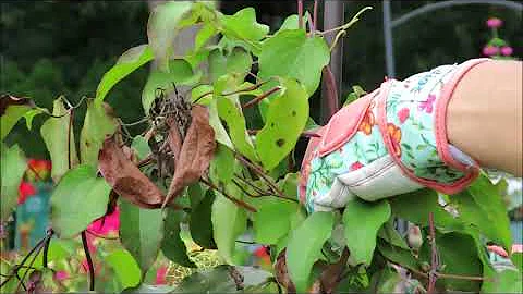 Clematis Vine Leaf Wilt - Brown Leaves on Clematis...