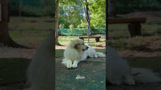 Alain and the Wind. 風に吹かれるアラン。　#greatpyrenees #todaysrunrun #グレートピレニーズ　#今日のルンルン
