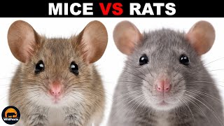 What Is The Difference Between Mice and Rats?