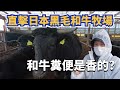【創業實況】直擊日本黑毛和牛高貴的秘密!!!牧場與農家的正循環，看北海道人如何善待自己的土地