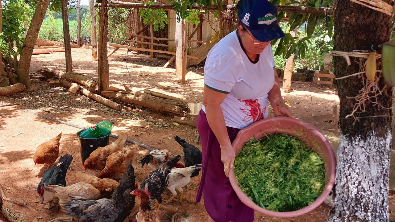 O JEITO ANTIGO DE CRIAR GALINHAS QUE FUNCIONA ATÉ HOJE