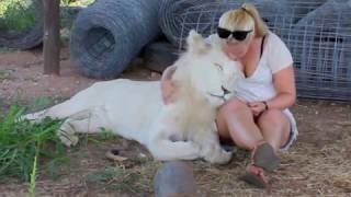 Walking with Lions, and Swimming with Tigers in South Africa