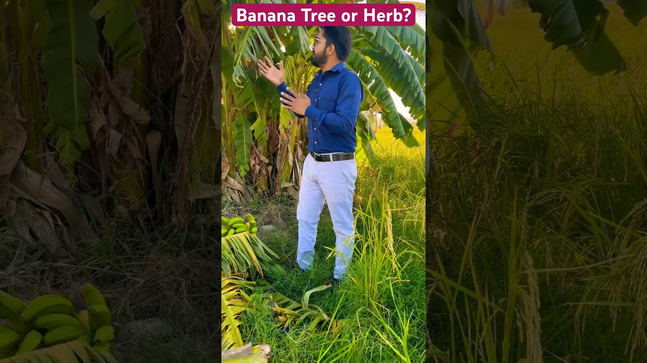 Banana Tree or Herb? Does Banana consist of False Stem? 