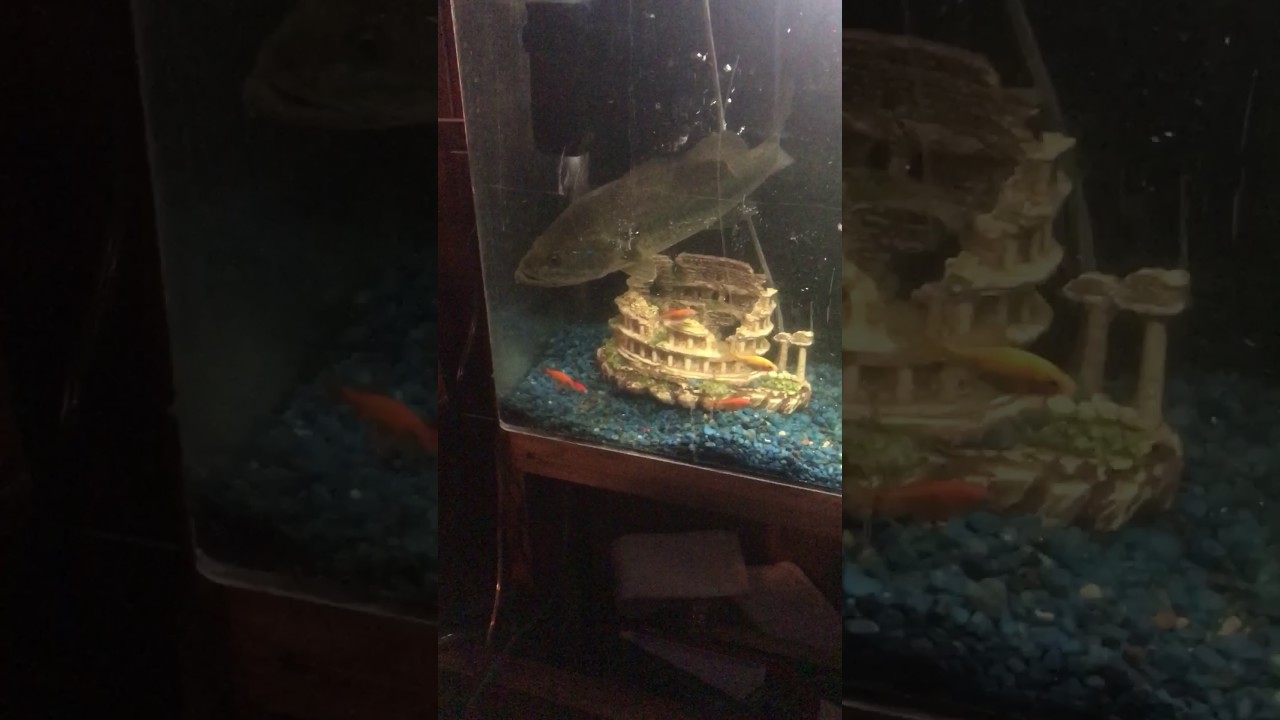 Largemouth bass eats 18 goldfish in a 60 seconds YouTube