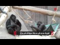 منوعات ولادة غوريلا بحديقة حيوانات في براغ
