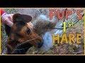 Beagle Pup's First Rabbit Hunt | Success!
