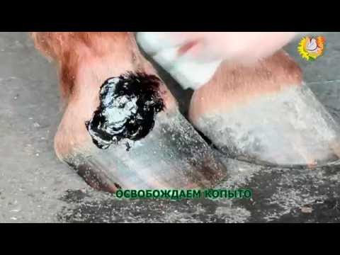 Уход за копытами лошади "Ванночка для копыт"