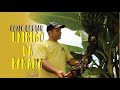 Como tirar o umbigo da bananeira / how to remove the navel from the banana tree