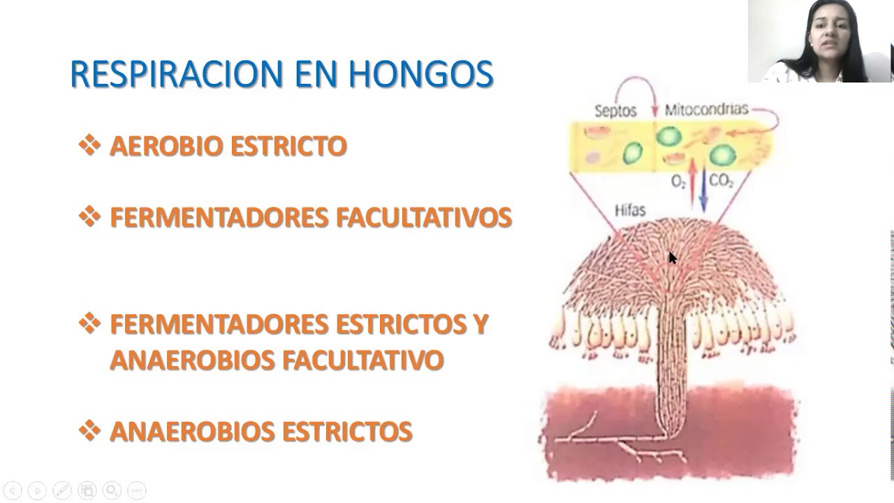 RESPIRACIÓN EN HONGOS Y PLANTAS - YouTube